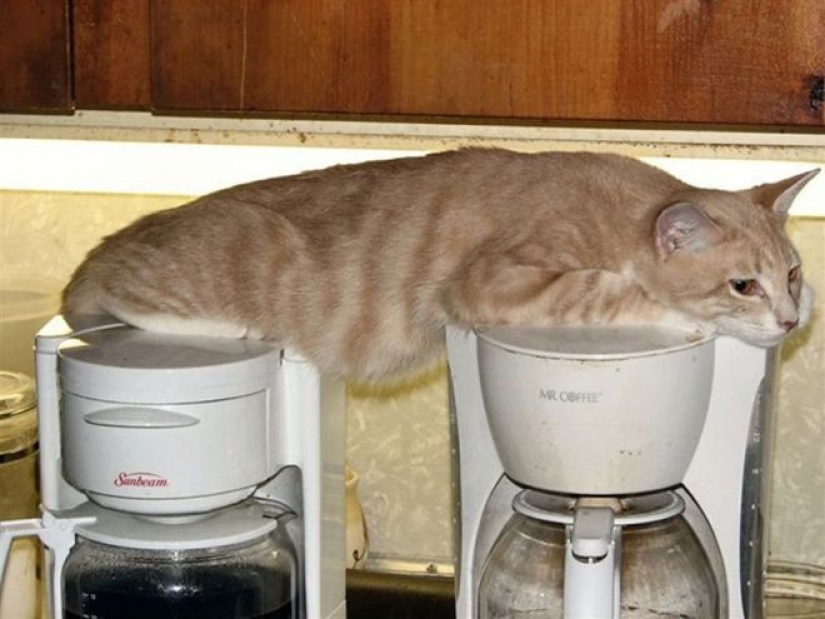 Incomprensible gato lógica: 30 fotos que seguro se van a reír