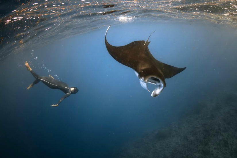 Increíble apnea en la naturaleza