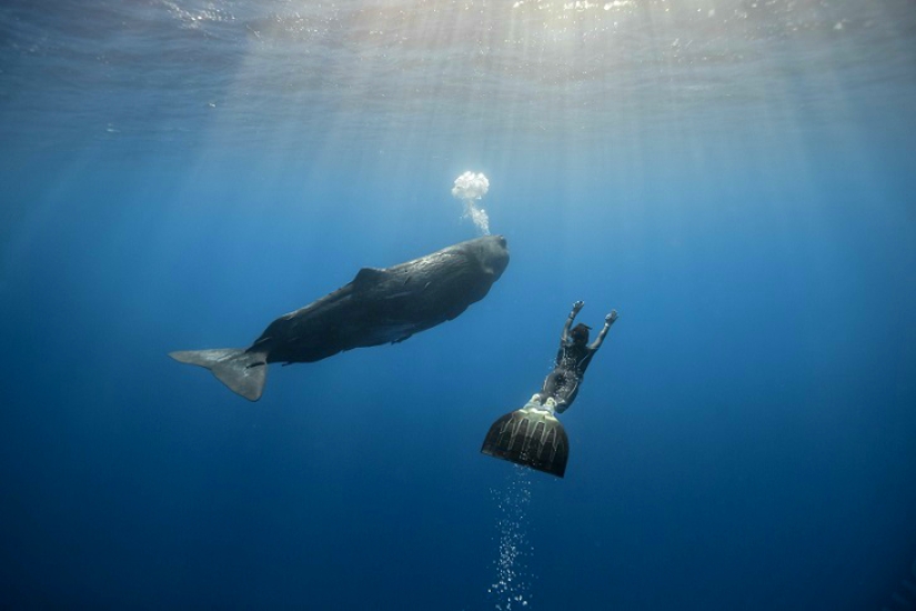 Increíble apnea en la naturaleza