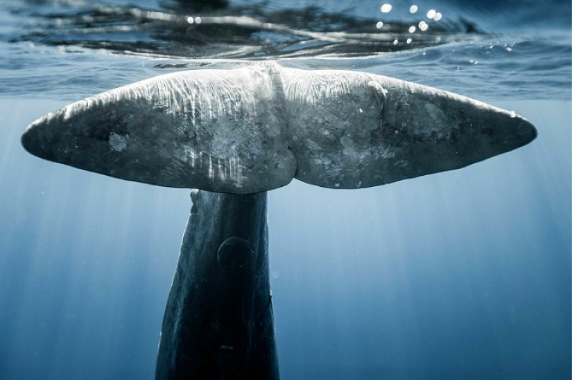 Increíble apnea en la naturaleza