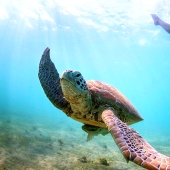 Increíble apnea en la naturaleza