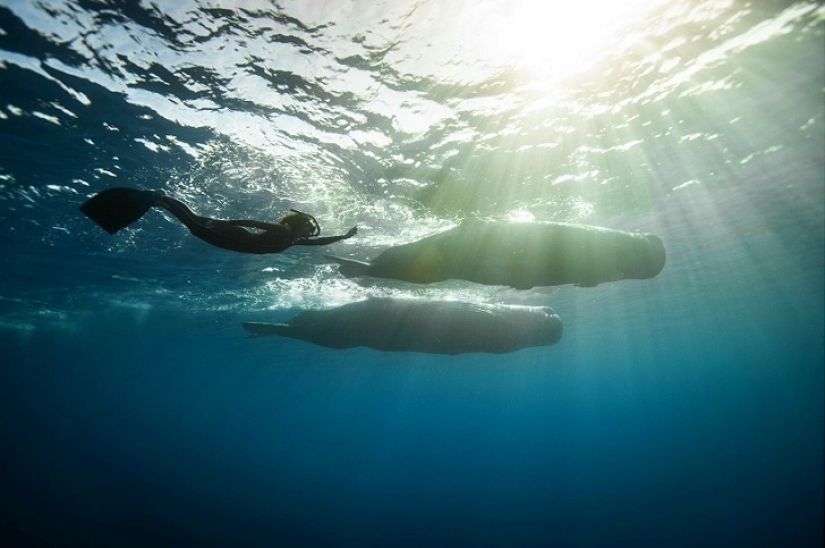 Increíble apnea en la naturaleza