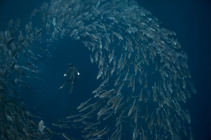 Increíble apnea en la naturaleza