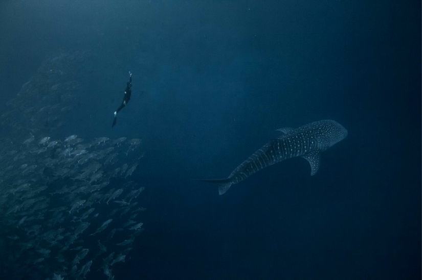 Increíble apnea en la naturaleza