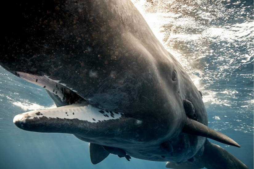 Increíble apnea en la naturaleza