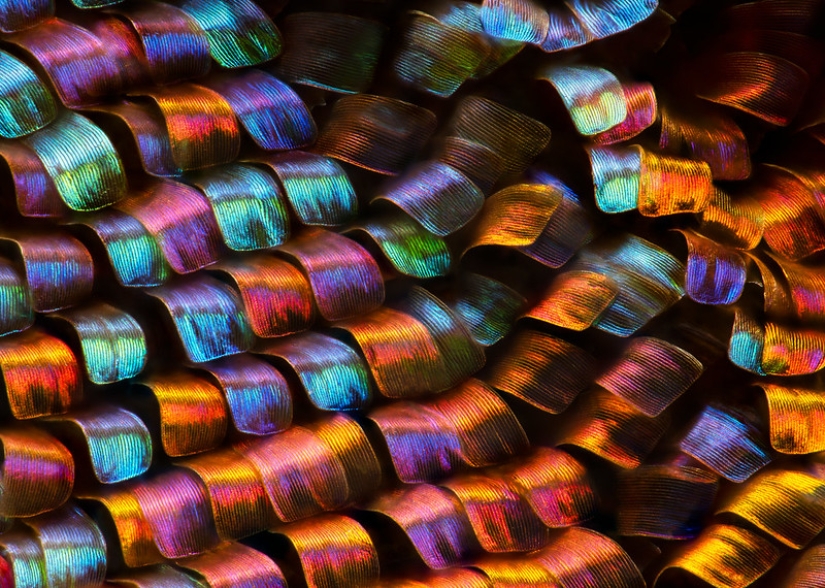 Increíble mundo bajo el microscopio: 22 fotos que te harán ver todo de una manera nueva