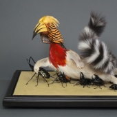 Increíble taxidermia de Enrique Gómez de Molina