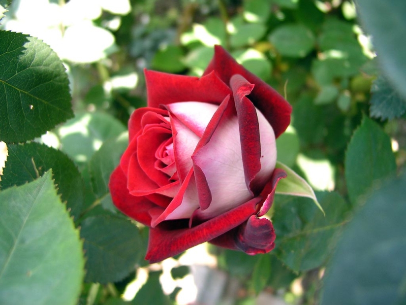 Increíblemente hermosa rosa de la variedad Osiria