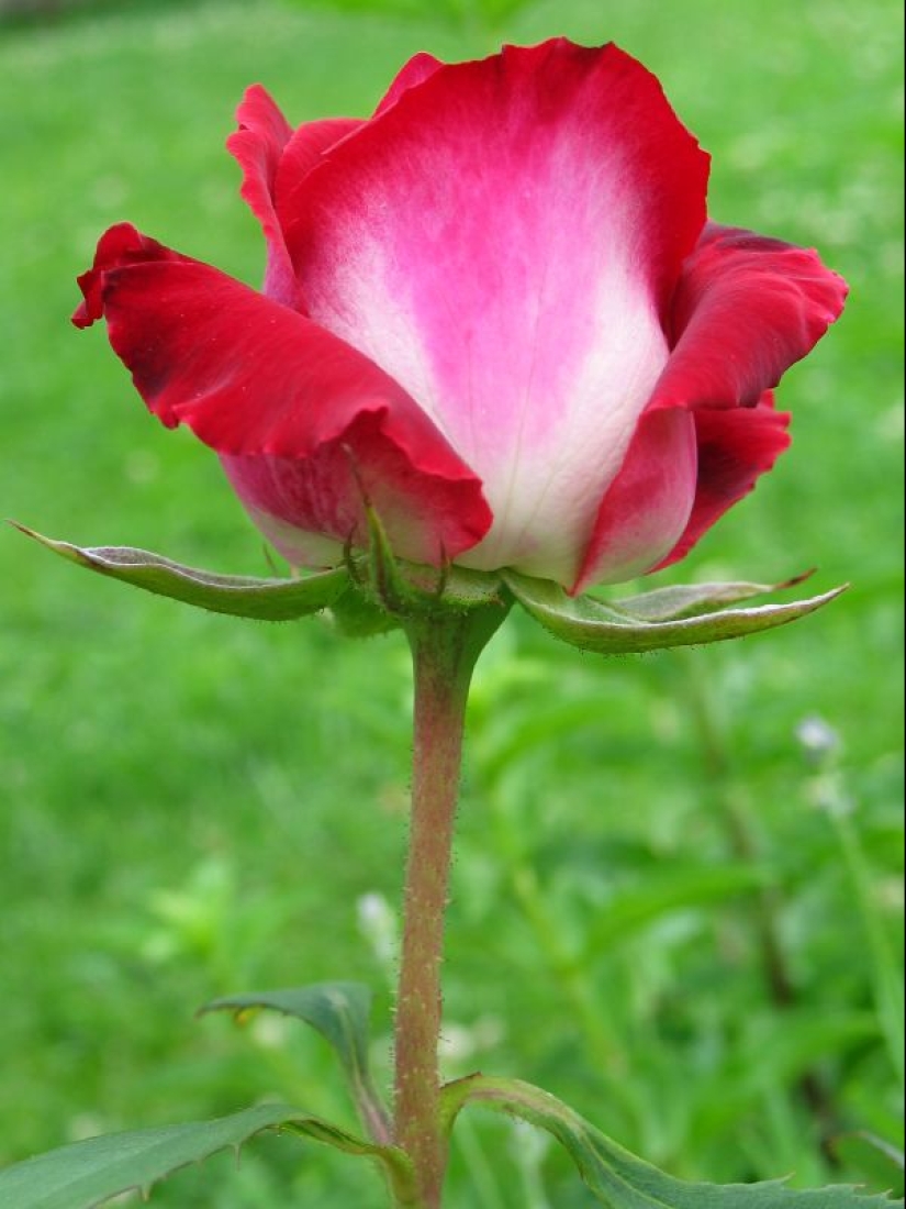 Increíblemente hermosa rosa de la variedad Osiria