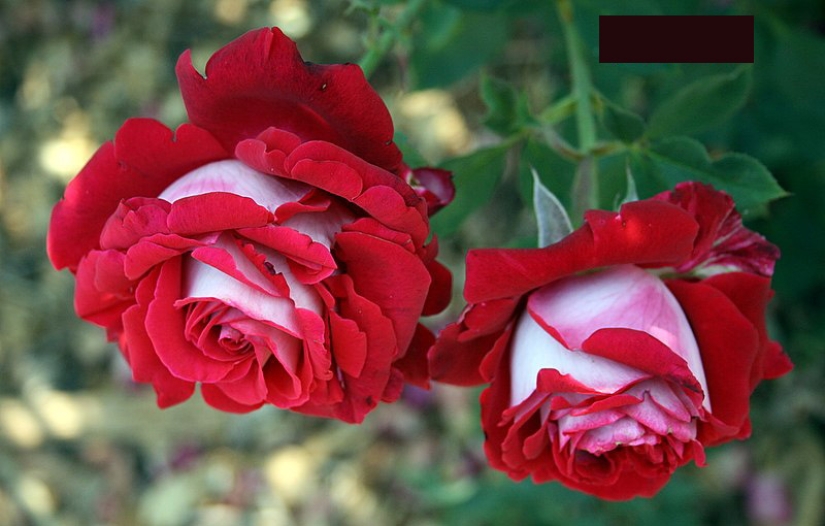 Increíblemente hermosa rosa de la variedad Osiria