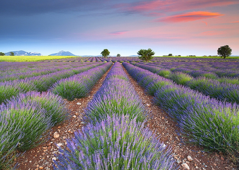 Increíbles campos de lavanda en todo el mundo