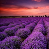 Increíbles campos de lavanda en todo el mundo