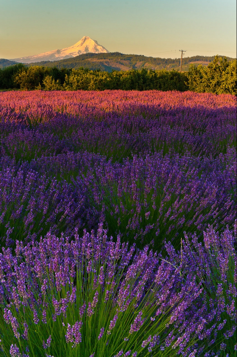 Increíbles campos de lavanda en todo el mundo