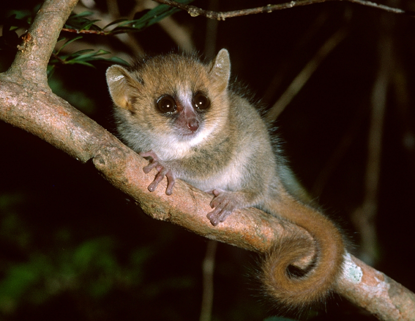 Increíbles criaturas de Madagascar