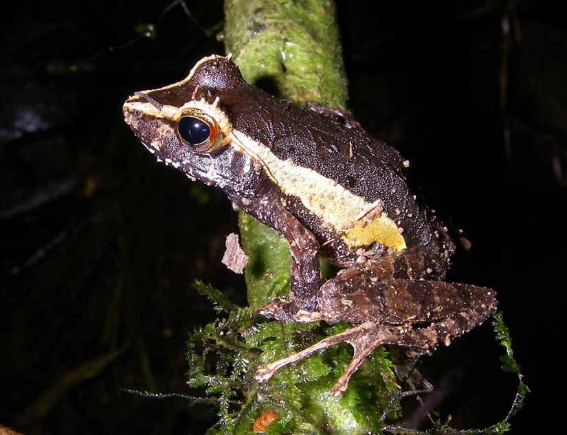 Increíbles criaturas de Madagascar