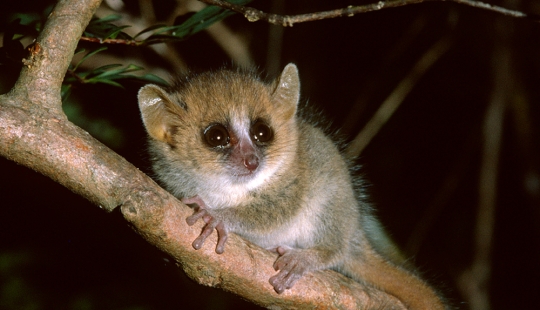 Increíbles criaturas de Madagascar