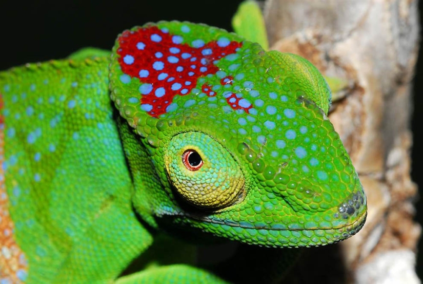 Increíbles criaturas de Madagascar