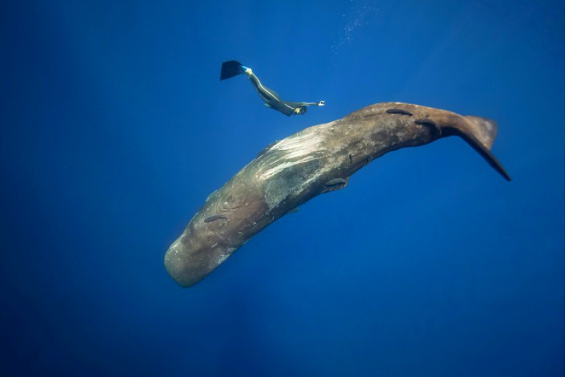 Incredible freediving in the wild