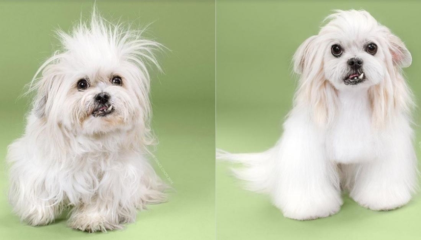 Incredible transformation: cute dogs before and after a Japanese haircut