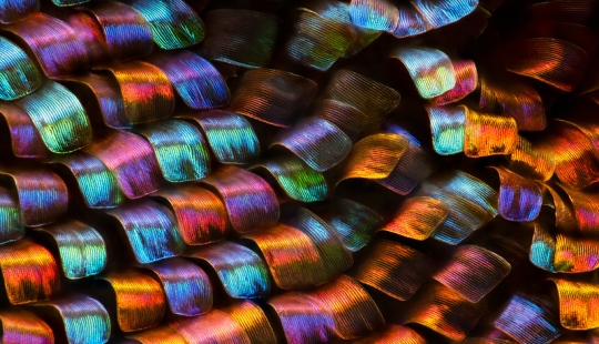 Incredible world under the microscope: 22 photos that will make you see everything in a new way