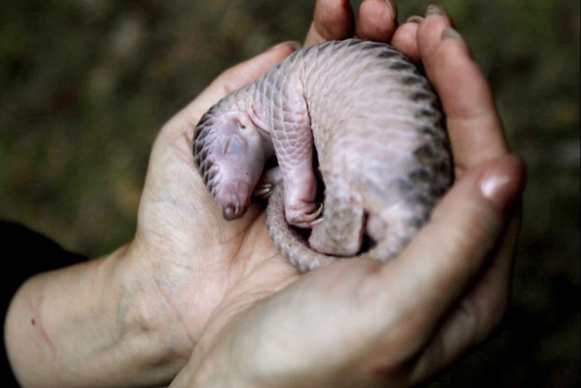 Incredibly cute baby pangolins that have been around for 80 million years