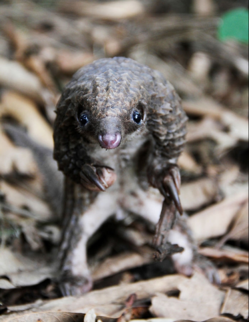 Incredibly cute baby pangolins that have been around for 80 million years