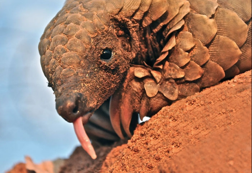 Incredibly cute baby pangolins that have been around for 80 million years