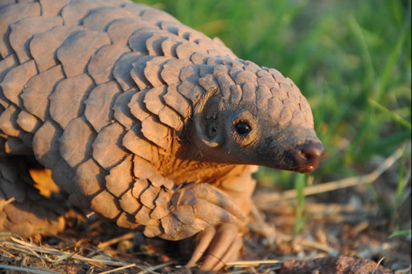 Incredibly cute baby pangolins that have been around for 80 million years