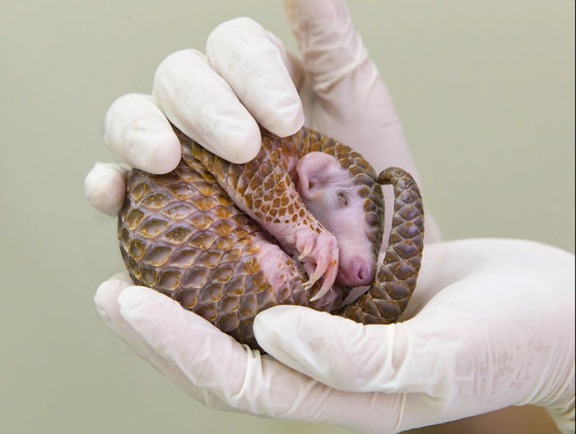 Incredibly cute baby pangolins that have been around for 80 million years