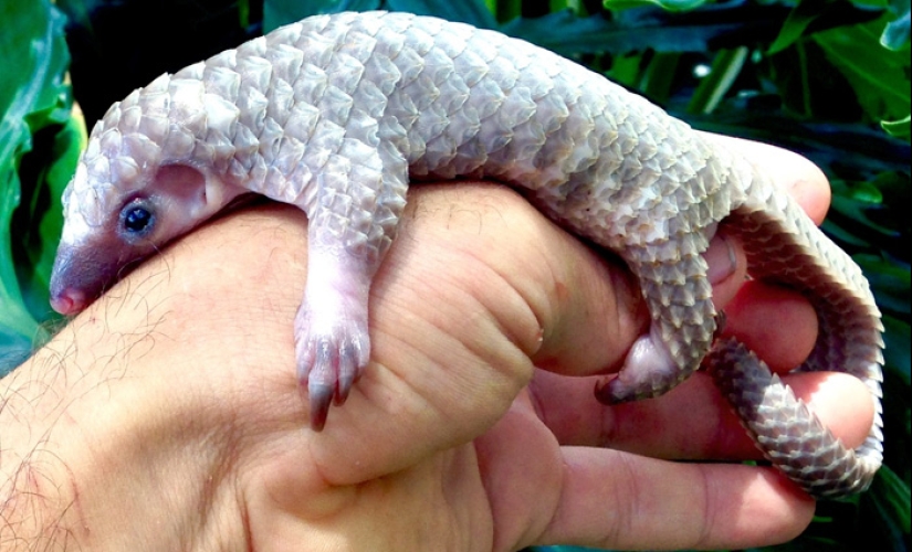 Incredibly cute baby pangolins that have been around for 80 million years