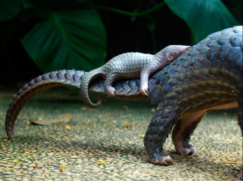 Incredibly cute baby pangolins that have been around for 80 million years