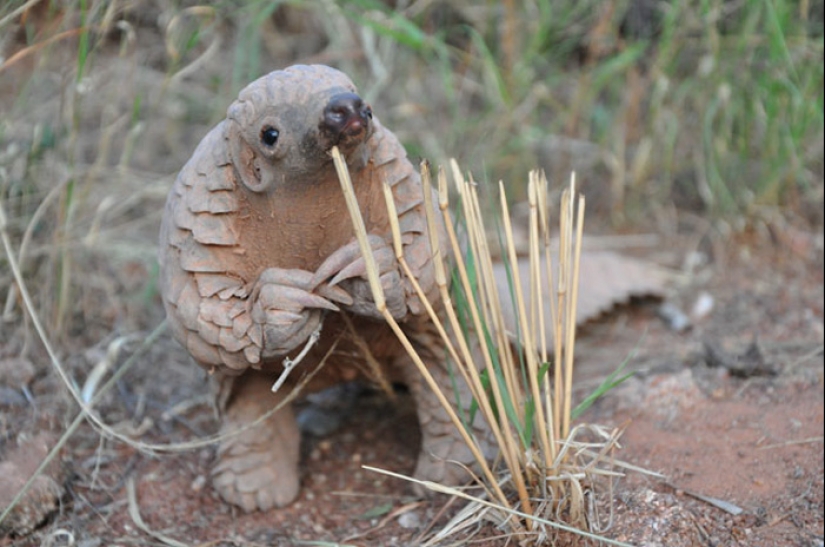 Incredibly cute baby pangolins that have been around for 80 million years