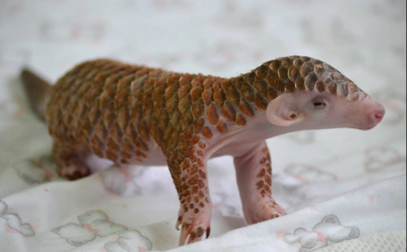 Incredibly cute baby pangolins that have been around for 80 million years