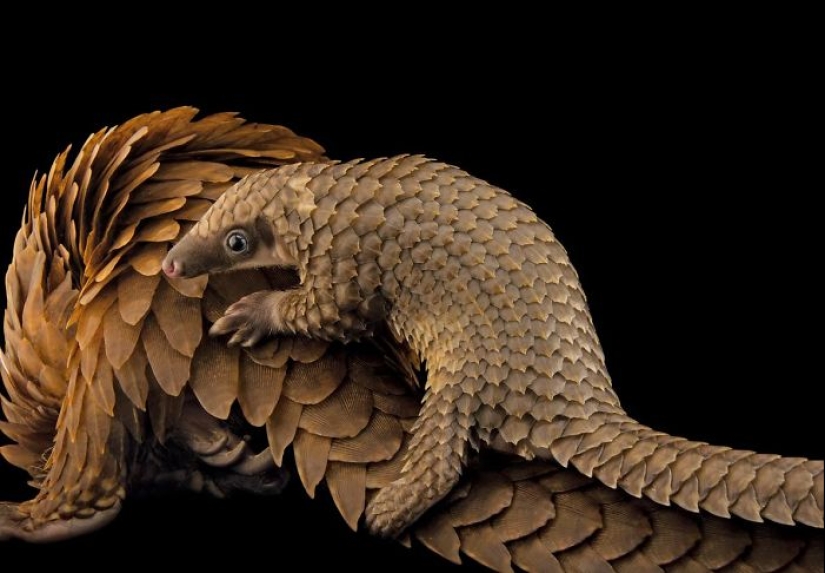 Incredibly cute baby pangolins that have been around for 80 million years