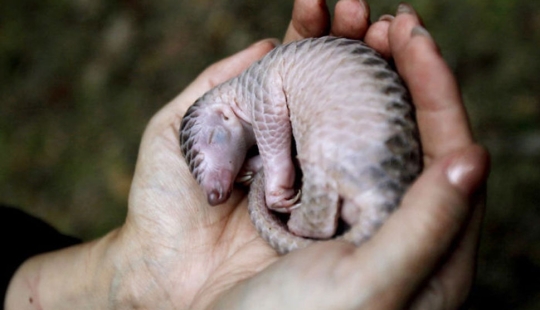 Incredibly cute baby pangolins that have been around for 80 million years