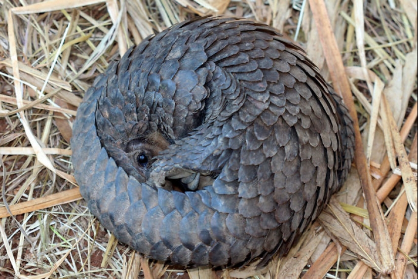 Incredibly cute baby pangolins that have been around for 80 million years