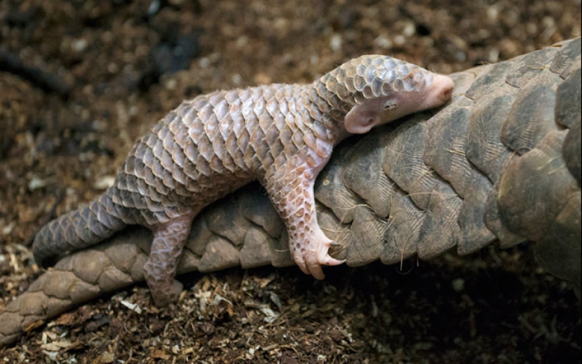 Incredibly cute baby pangolins that have been around for 80 million years