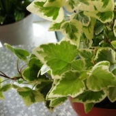 Indoor plants that purify the air