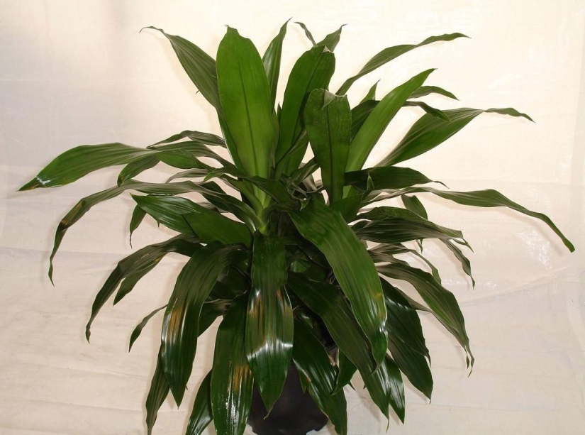 Indoor plants that purify the air