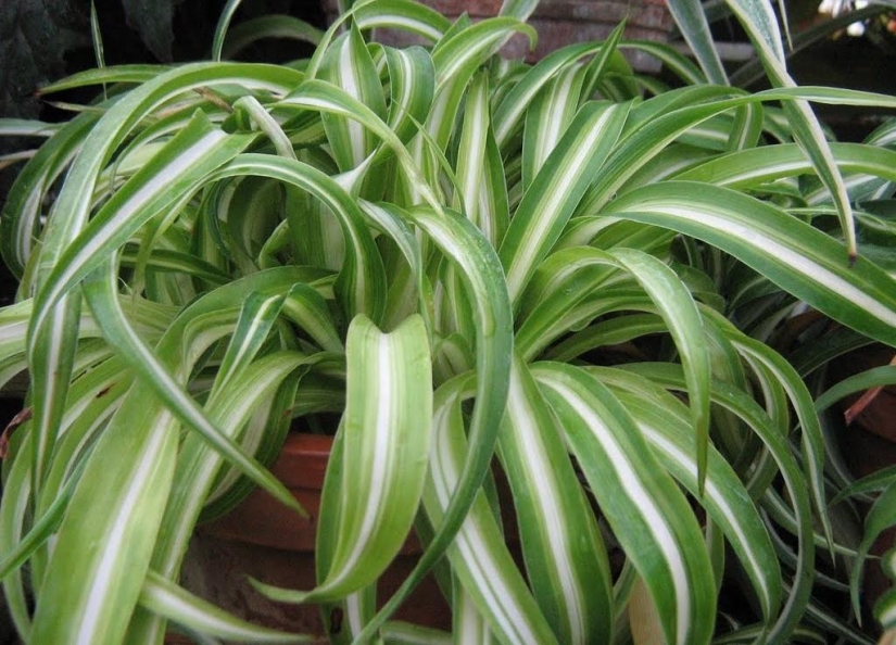 Indoor plants that purify the air