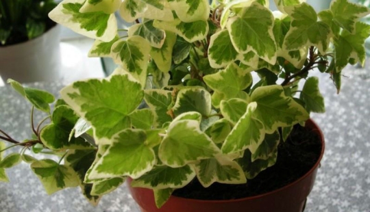 Indoor plants that purify the air