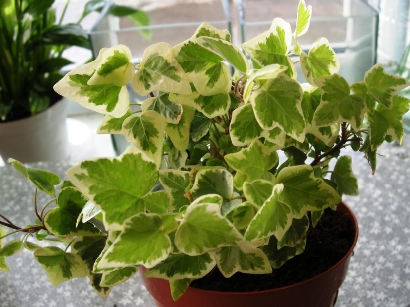 Indoor plants that purify the air