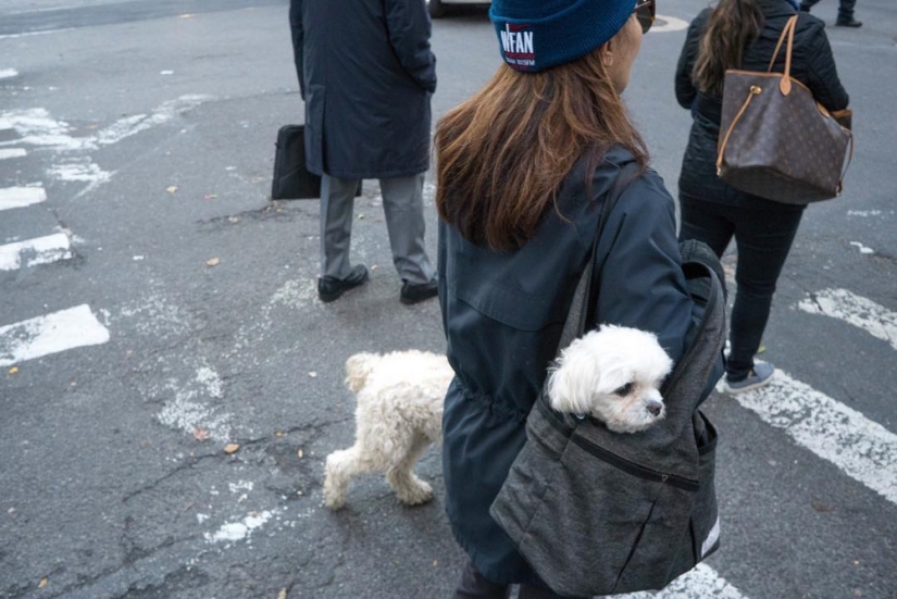 Inesperadas escenas de la calle de nueva York y tel Aviv en la lente del maestro de la calle-foto por Ronen Berka