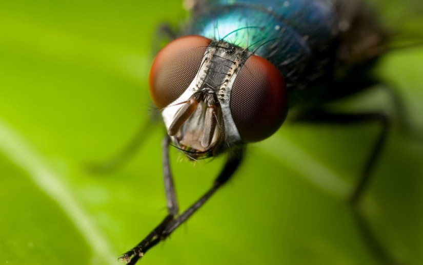 Insectos como médicos