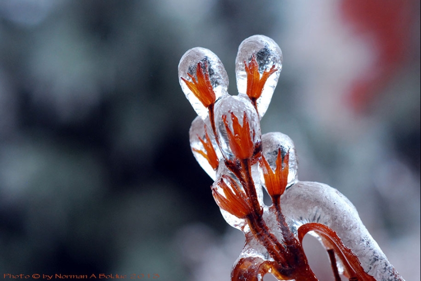 Inspiración de hielo - 23 fotos de interesantes formaciones de hielo