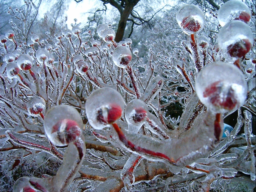 Inspiración de hielo - 23 fotos de interesantes formaciones de hielo