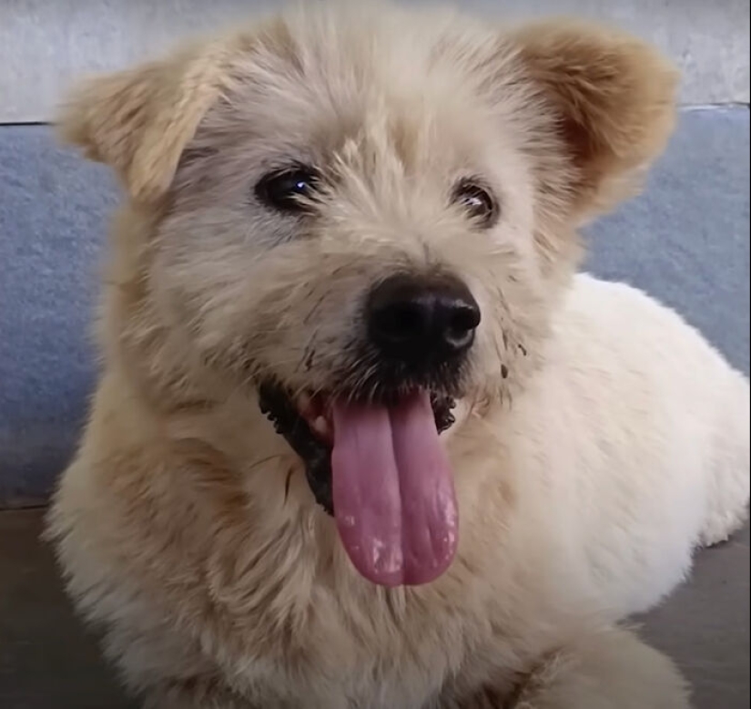 Inspiradora historia de rescate y transformación de un perro que pasó de ser calvo y temeroso a convertirse en un lindo osito de peluche