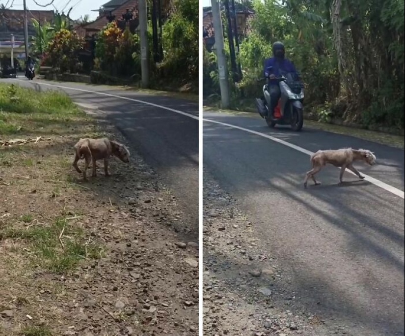 Inspiradora historia de rescate y transformación de un perro que pasó de ser calvo y temeroso a convertirse en un lindo osito de peluche