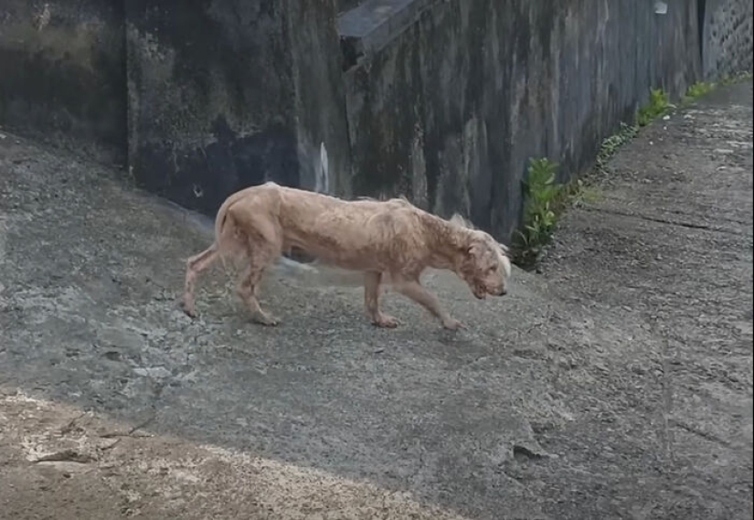 Inspiradora historia de rescate y transformación de un perro que pasó de ser calvo y temeroso a convertirse en un lindo osito de peluche