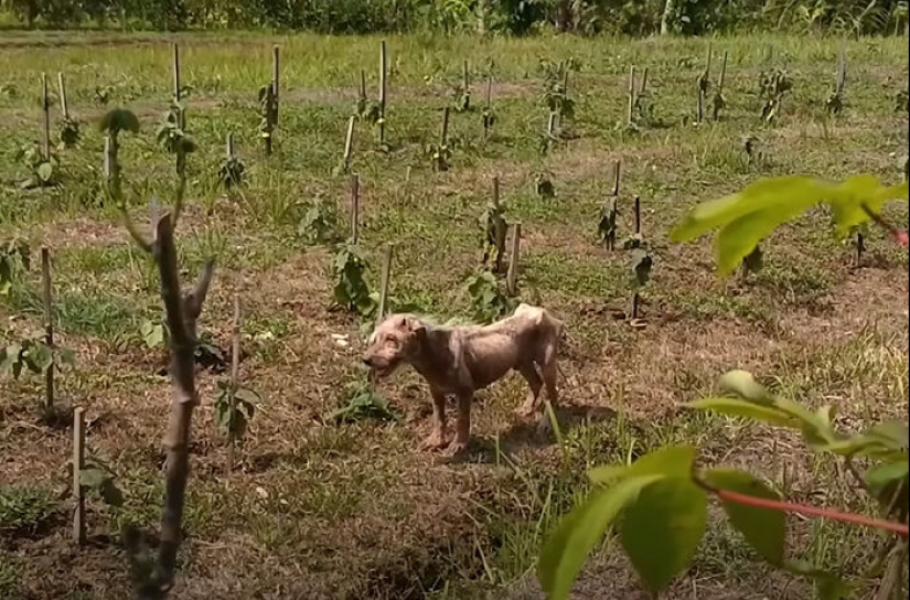 Inspiradora historia de rescate y transformación de un perro que pasó de ser calvo y temeroso a convertirse en un lindo osito de peluche